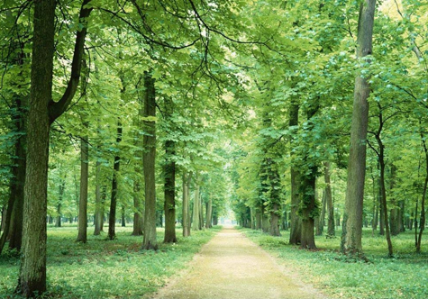 仟億達碳交易，讓林農愛(ài)上植樹(shù)“賣(mài)空氣”